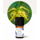 Ylang Ylang Extra Organic